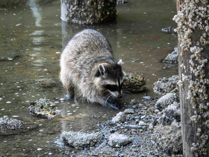 A raccoon washing its hands